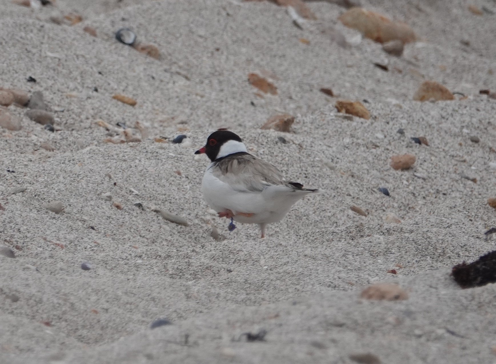 Blue twine was wrapped around the leg of a Yorke Peninsula Hooded Plover. Photo by Nanou Cabourdin.