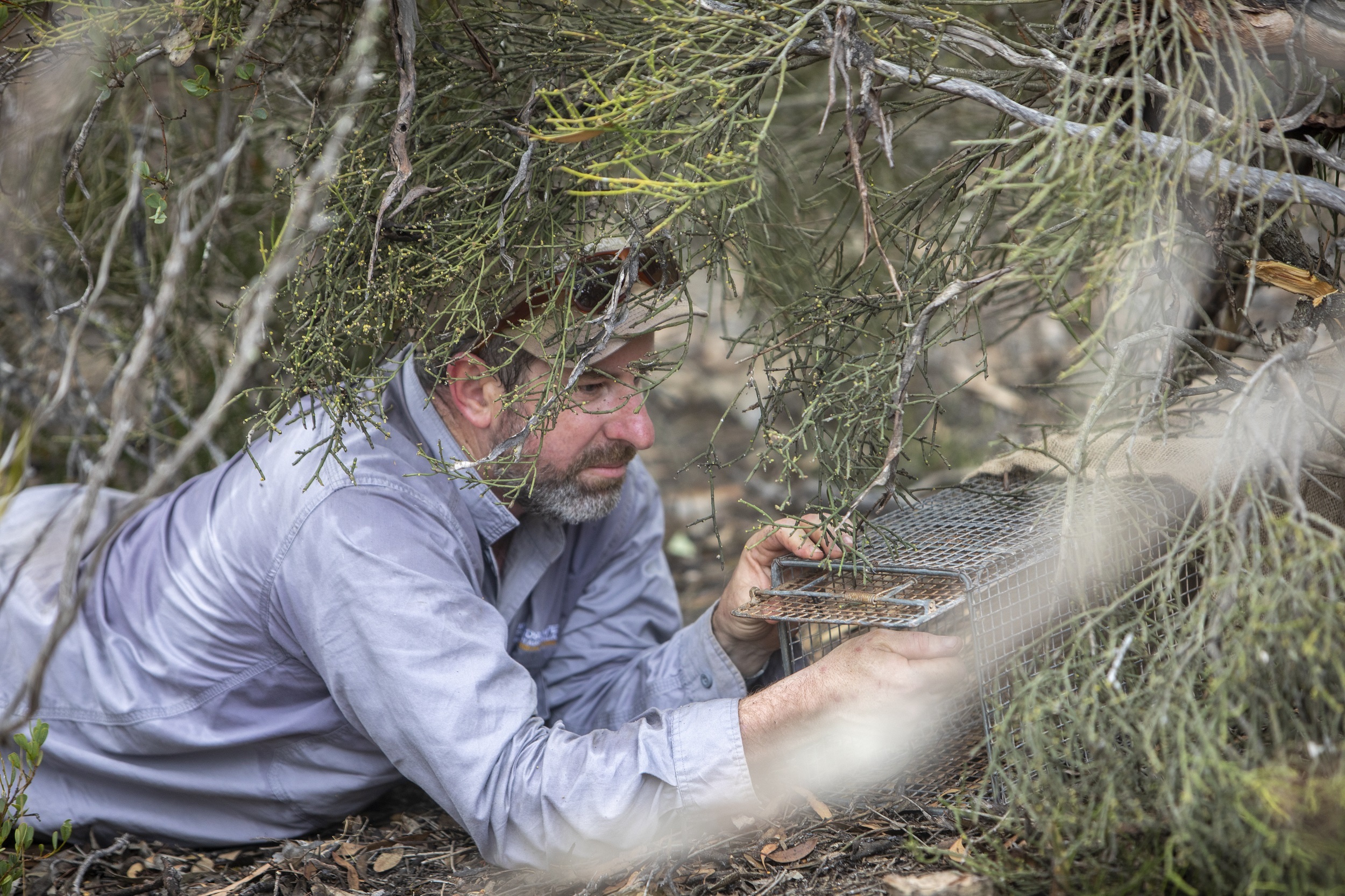 Derek Sandow from Northern and Yorke Landscape Board sets up a trap to monitor the population of brush-tailed bettongs on southern Yorke Peninsula. © WWF-Aus / think Mammoth