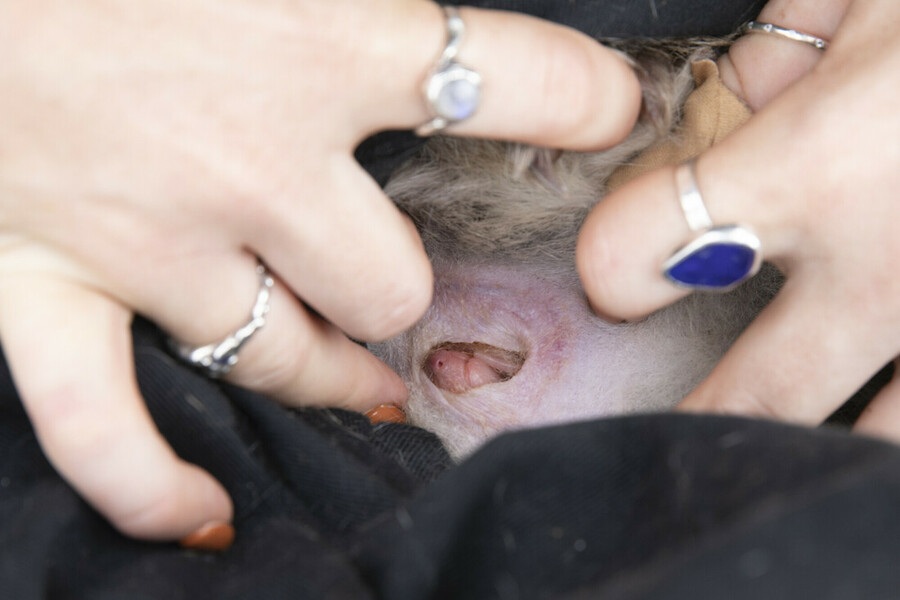 A check reveals a joey inside the pouch of a brush-tailed bettong. Image: WWF-Aus / think Mammoth