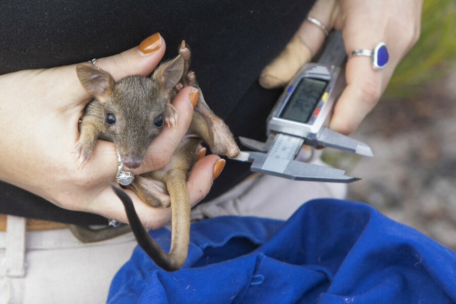 Researcher Chloe Frick measures a juvenile male brush-tailed bettong born on the southern Yorke Peninsula. Image: WWF-Australia / think Mammoth