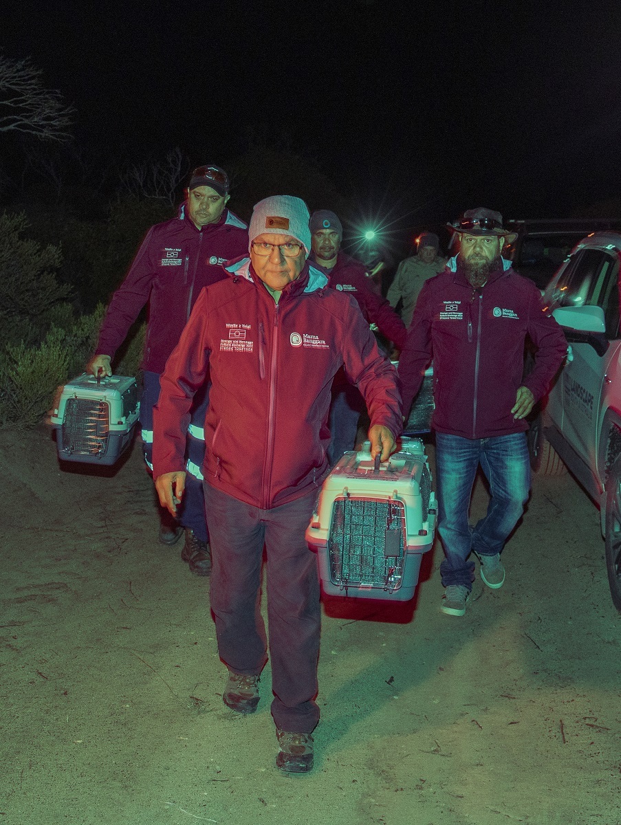 Representatives from the Narungga Nation and the Noongar Gnaala Karla Boodja People carry the bettongs to the release site. © WWF-Australia / thinkMammoth