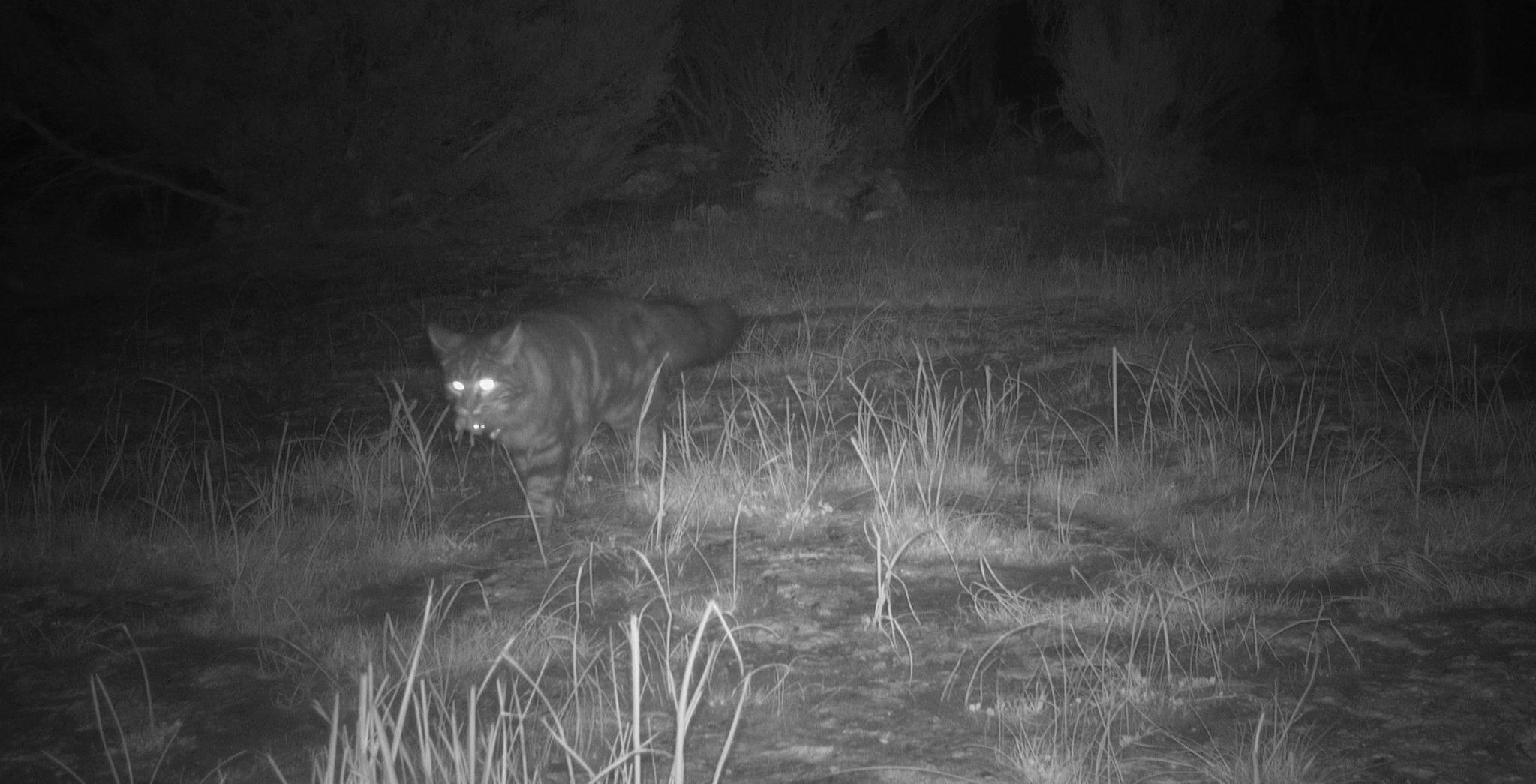 Domestic cat caught on a Marna Banggara monitoring camera in Dhilba Guuranda-Innes National Park. Image: Northern and Yorke Landscape Board
