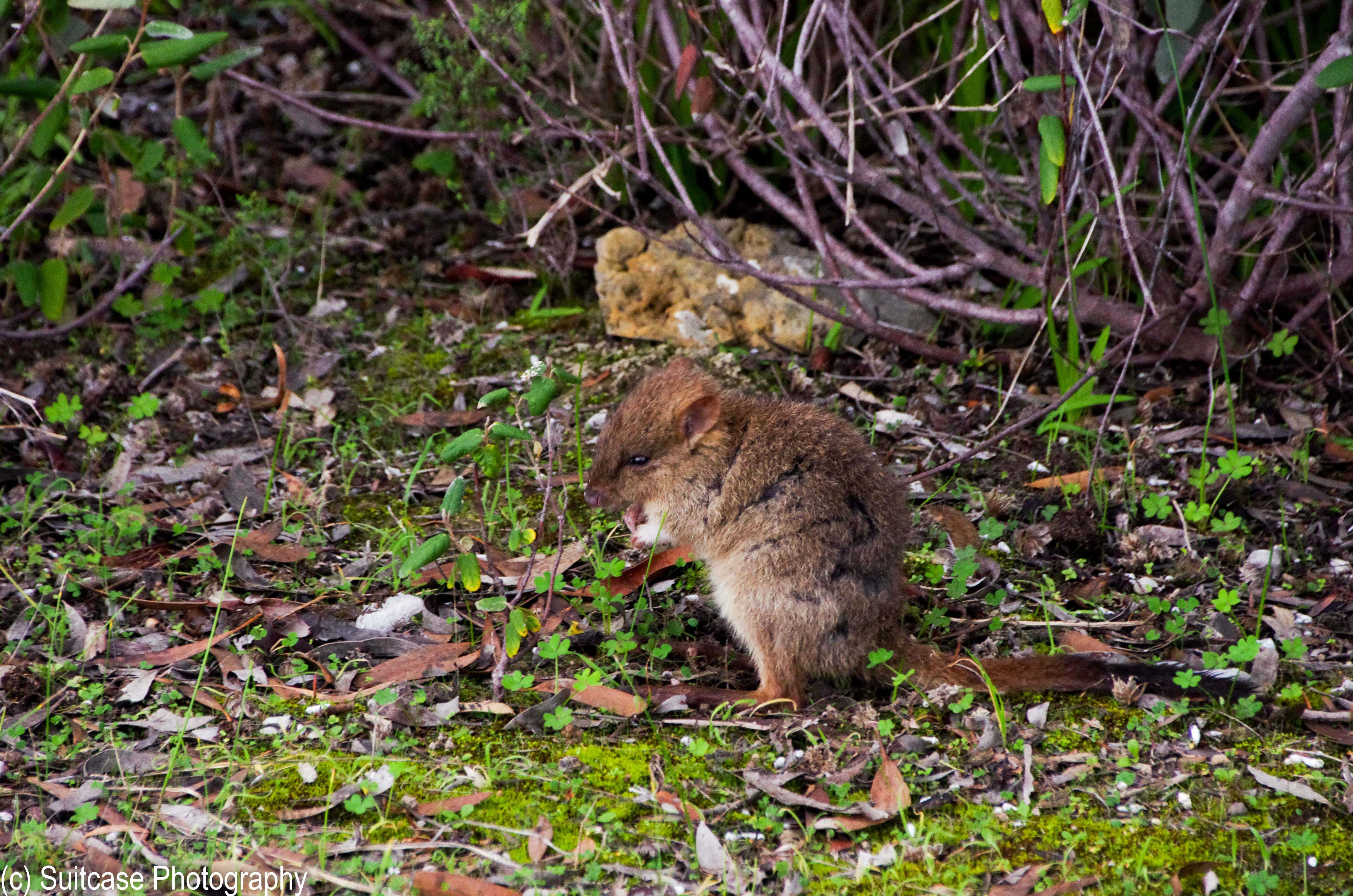 A juvenile male brush-tailed bettong. Credit: Dr Derek Rogers, Suitcase Photography.