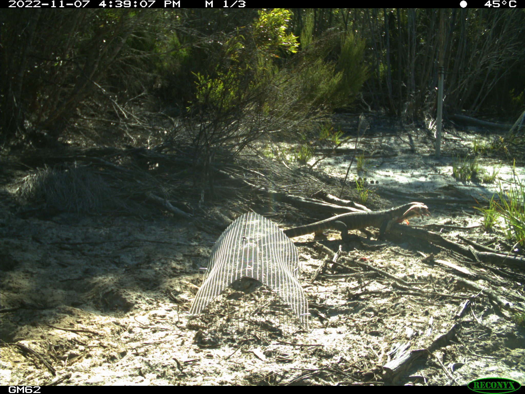 Camera trap image of heath goanna scavenging a rat carcass. Kangaroo Island, 2022. Credit: Tom Jameson