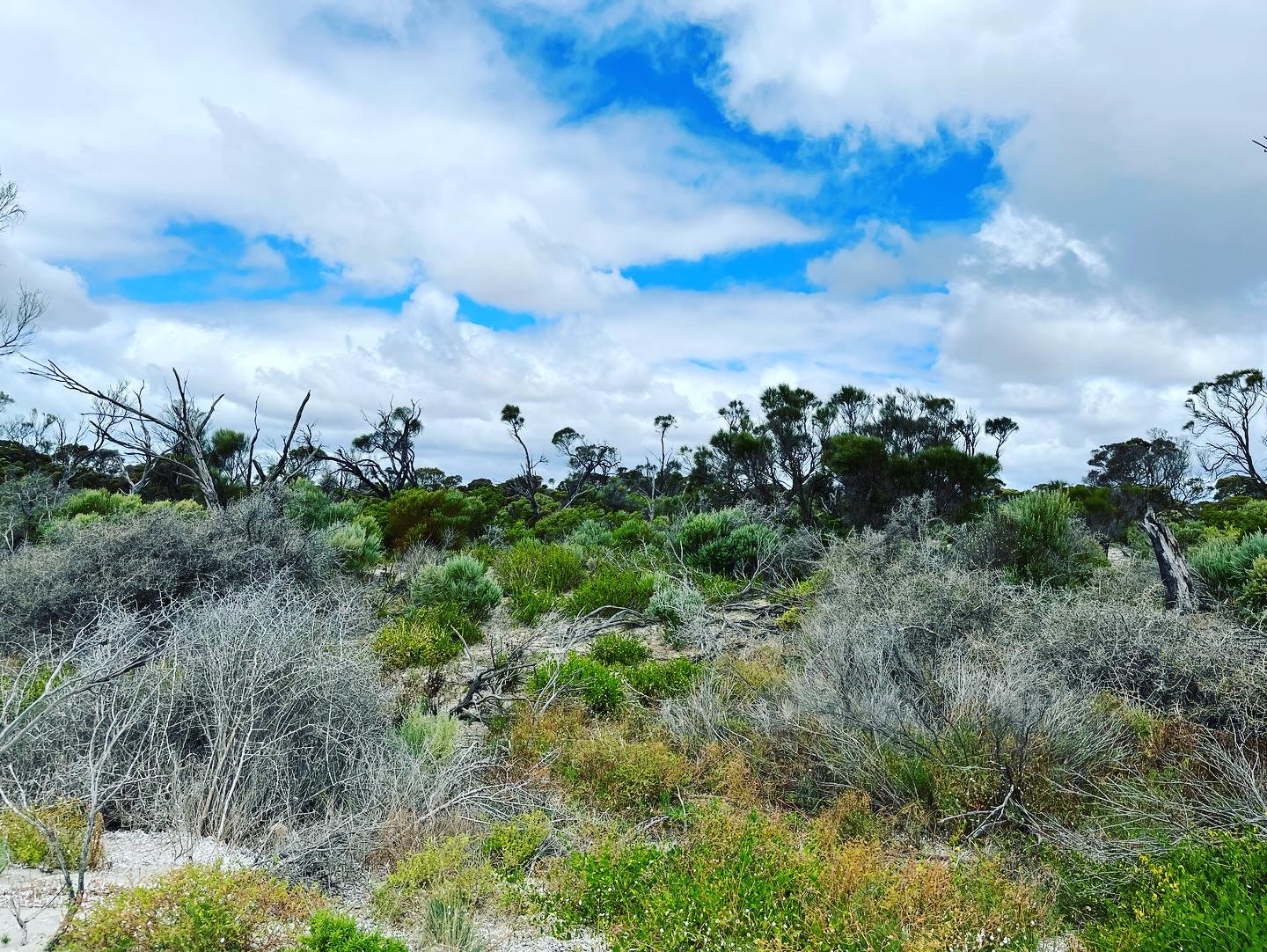 The landscape of Guuranda, the Yorke Peninsula.