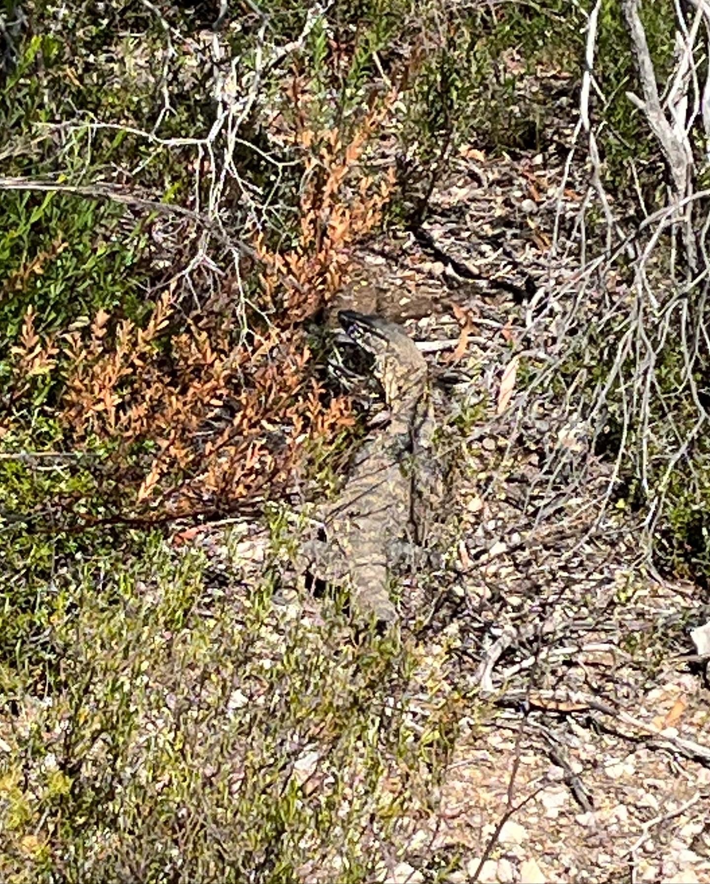 Heath goanna demonstrating its excellent camouflage.