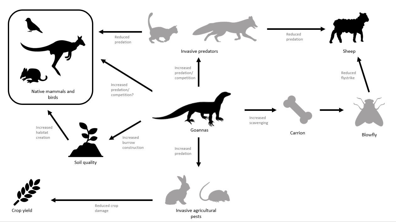 Schematic of potential ecological interactions between heath goannas and species and ecological process of relevance to Marna Banggara. Arrows show ecological effects of increased goanna population.