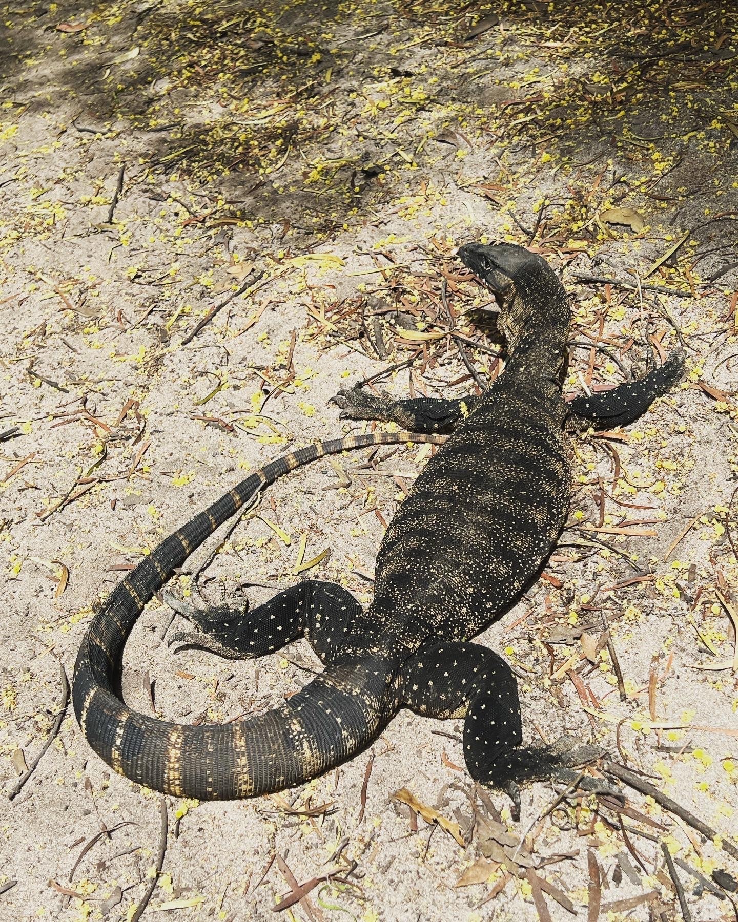 Heath goanna (Varanus rosenbergi). Kangaroo Island, 2022. Credit: Tom Jameson