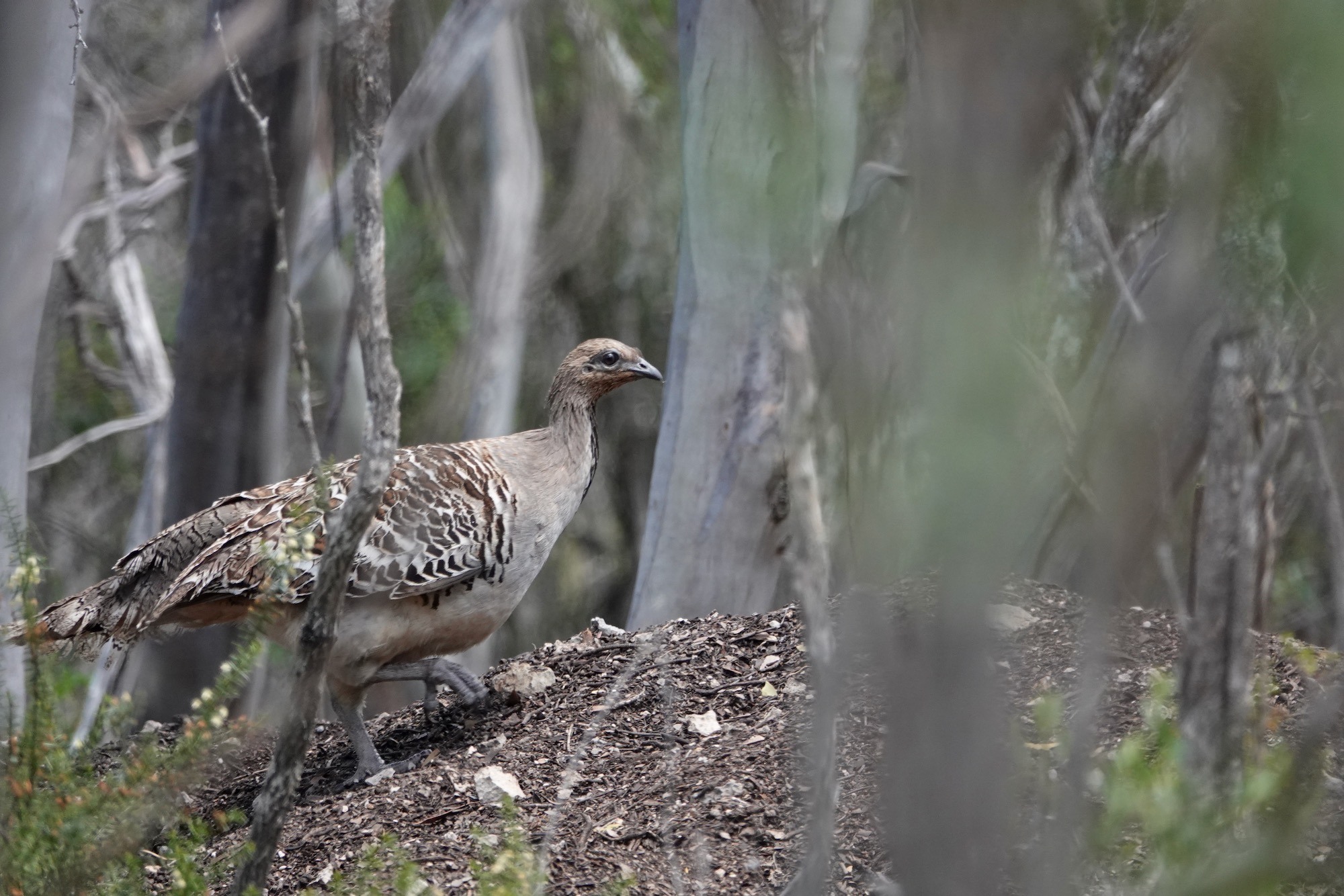 Malleefowl in Dhilba Guuranda-Innes National Park. Image: Nanou Cabourdin