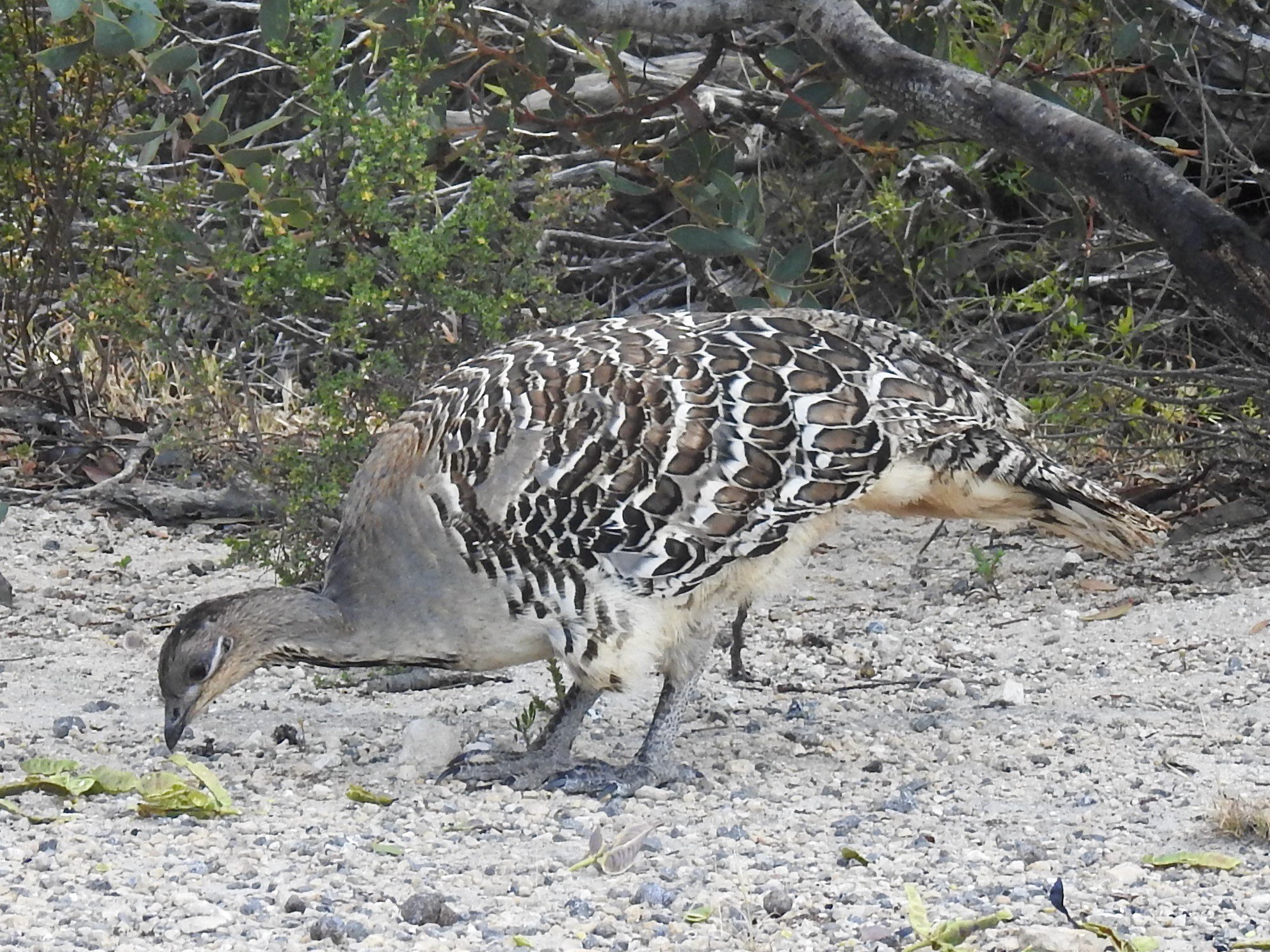 Malleefowl bird. Credit: Nanou Cabourdin