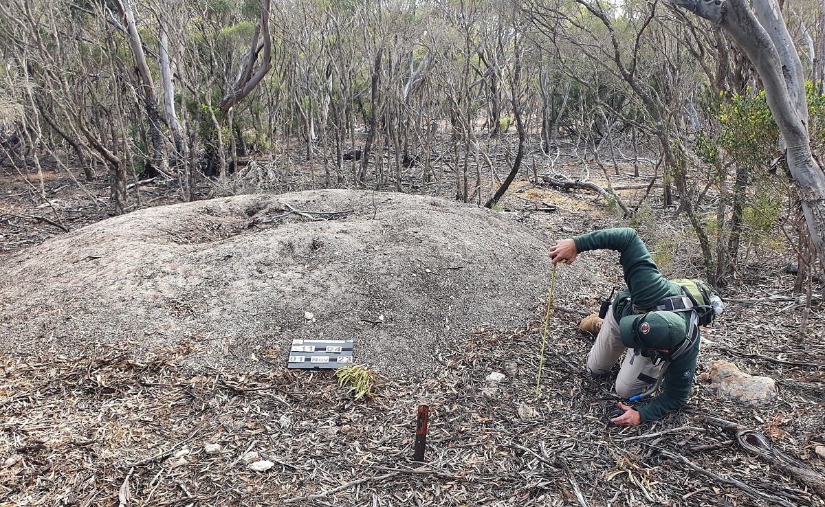 Measuring a malleefowl mound.