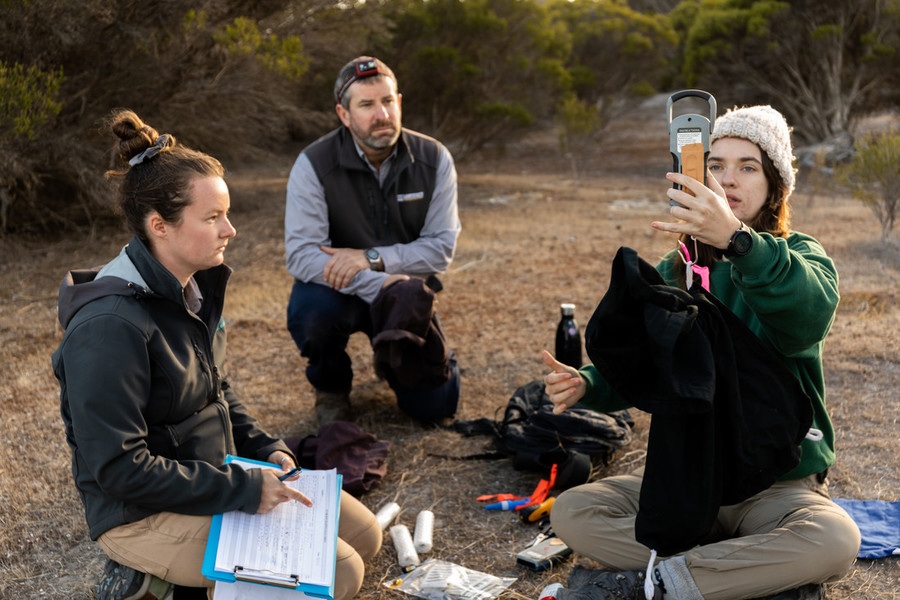 Chloe Frick, University of Adelaide PhD student, measures the weight of a bettong with Emily Reynolds and Derek Sandow, Northern and Yorke Landscape Board Ecologist. © WWF-Australia / Ninti Media
