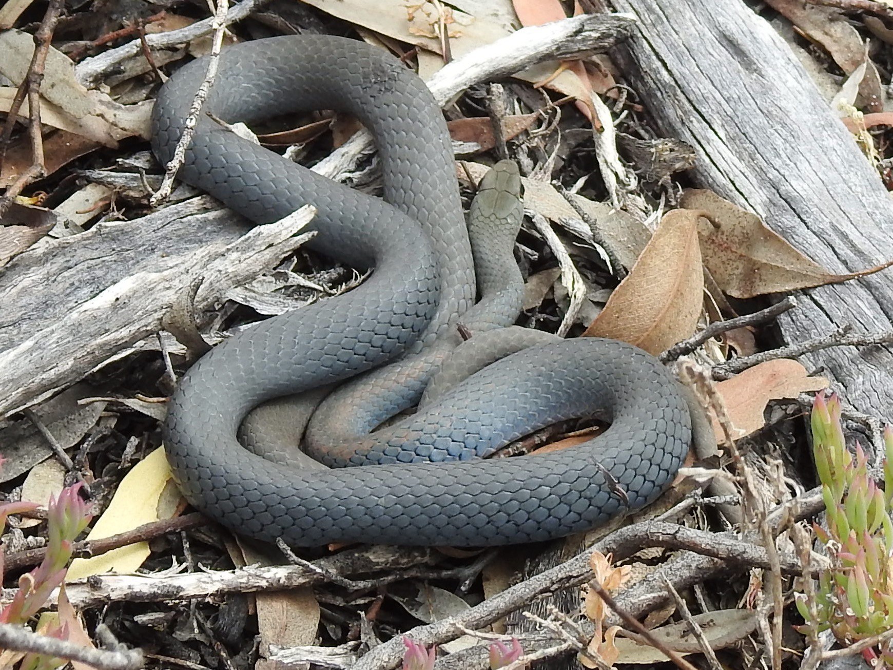 Yellow-faced whipsnake. Credit: Nanou Cabourdin